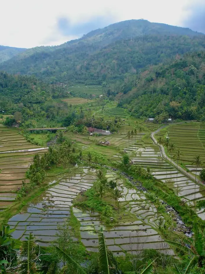rice field valley in West Bali
