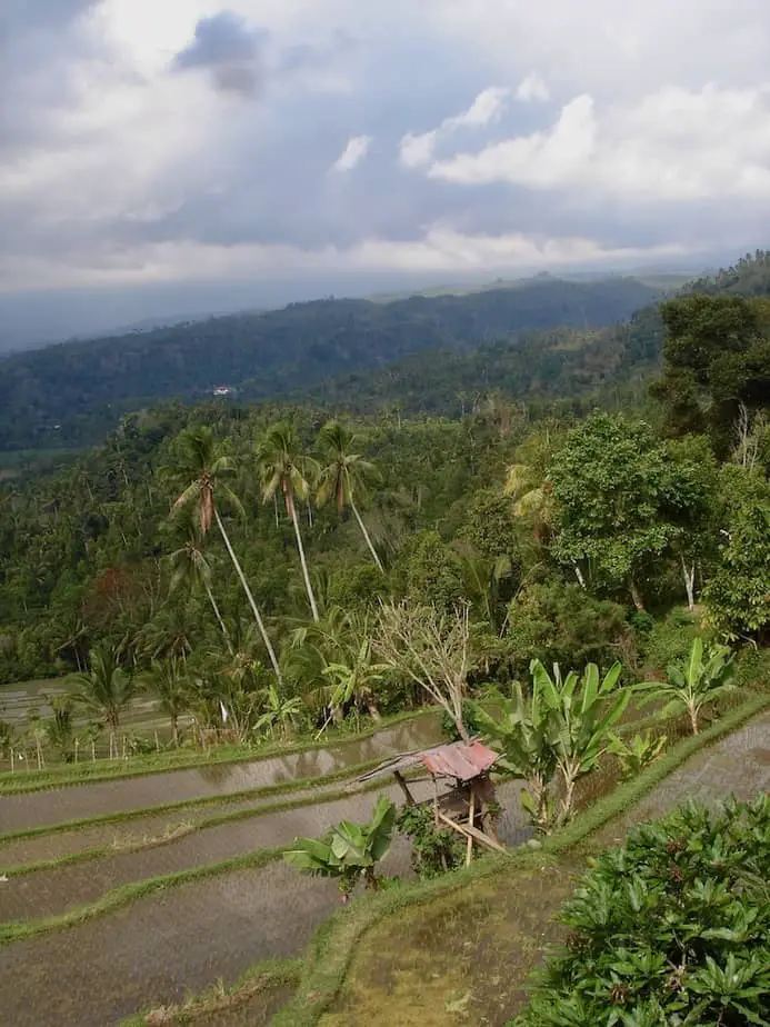 The Pupuan rice terraces are not to be missed when travelling through west Bali