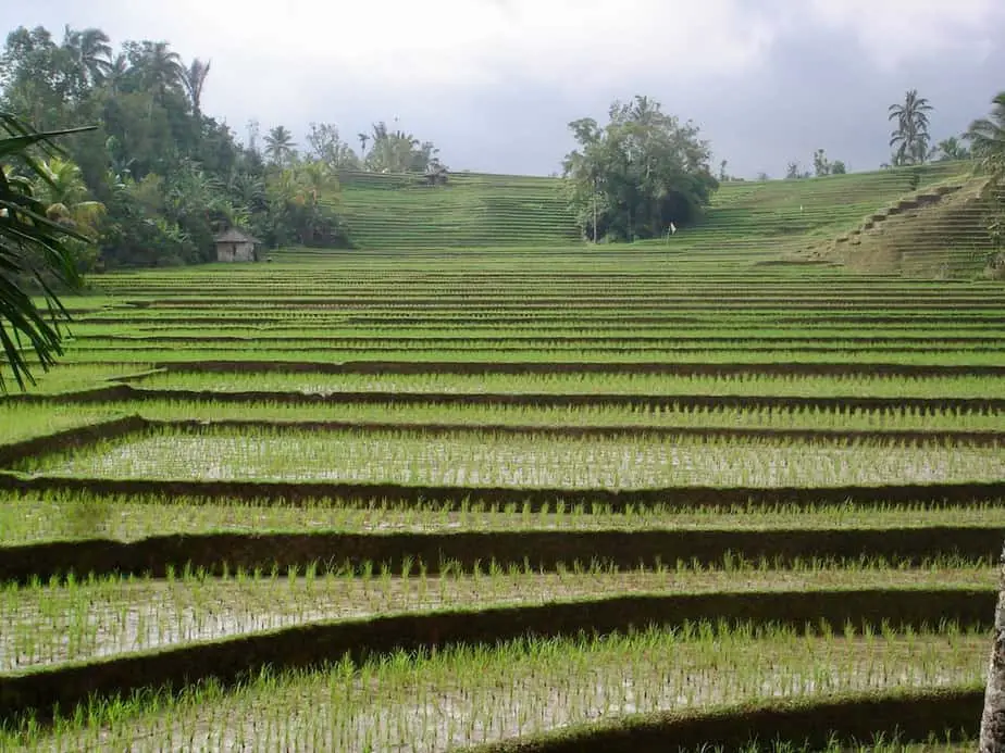 green rice terraces in West Bali as far as you can see