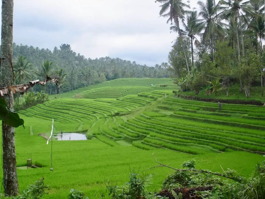 ricefield view in West Bali on the route from Antosari to Pupuan