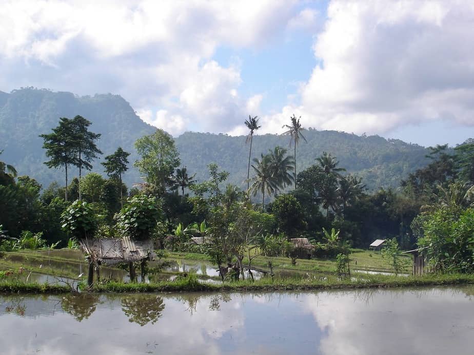 rice fields in sidemen valley