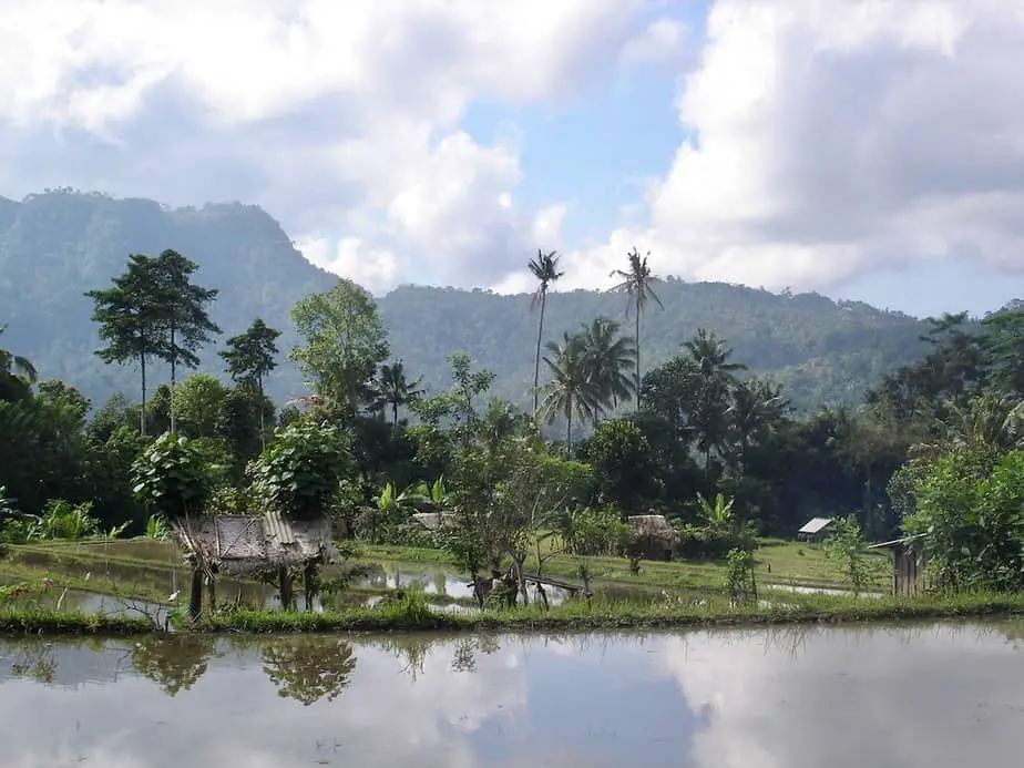 rice fields in sidemen valley