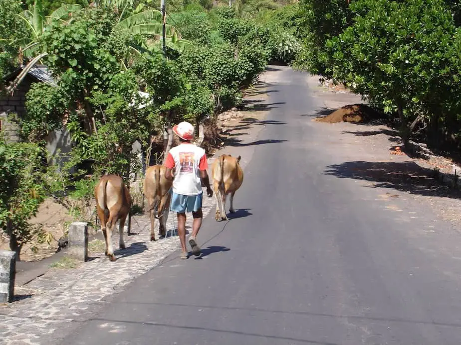 Balinese farmer taking his cows out for a walk in Amed Beach