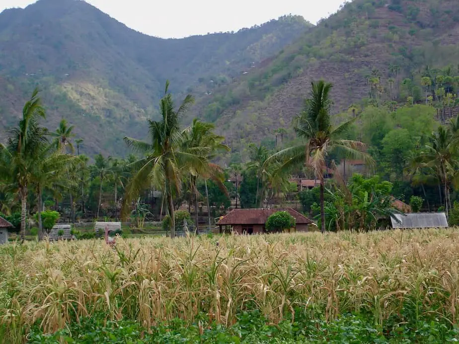 cornfields  on the route between Culik and Amed Beach 