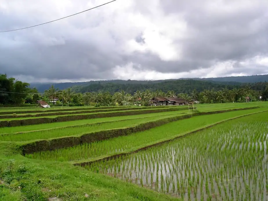 munduk landscape