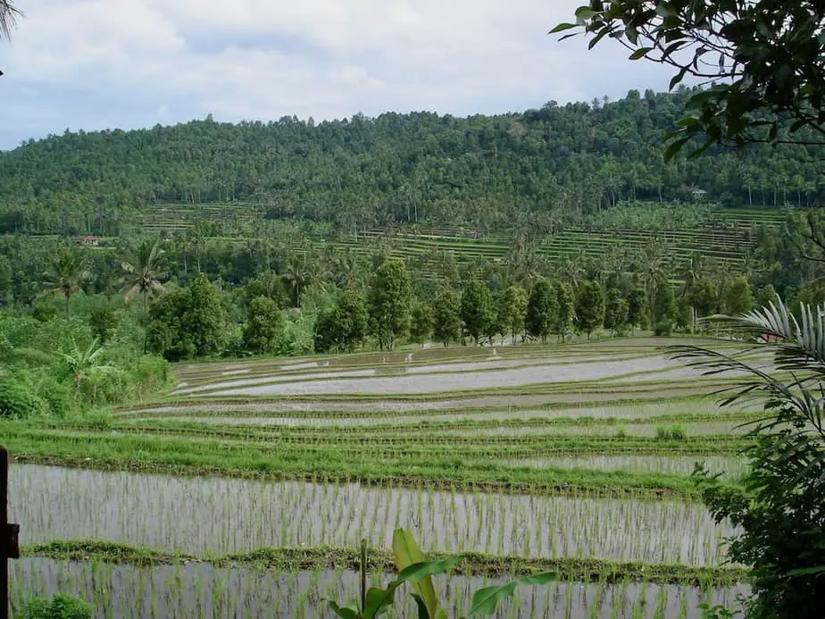 waterfalls and rice fields in Munduk 