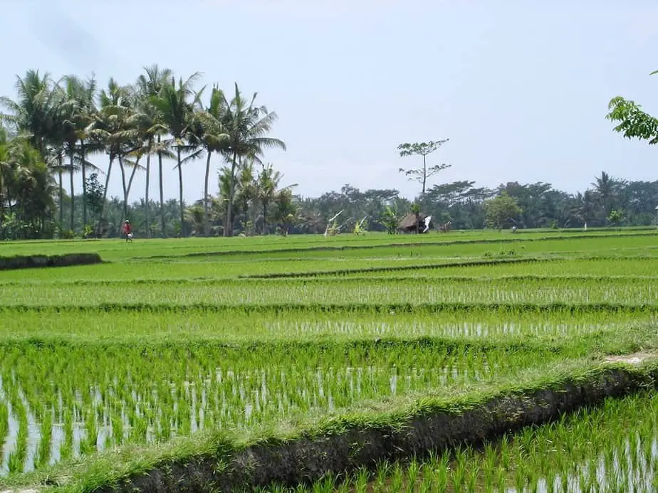 green rice fields in central Bali