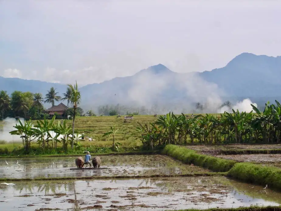 Balinese farmer ploughing his fields with the help of his cows