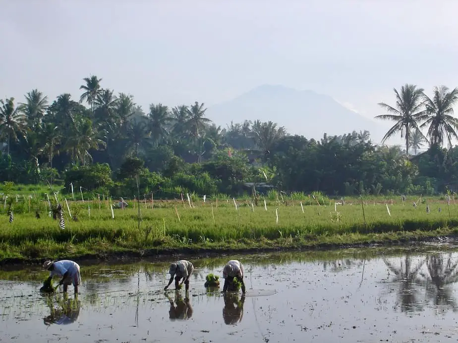 Balinese men working in the rice fields with Mount Agung in the background