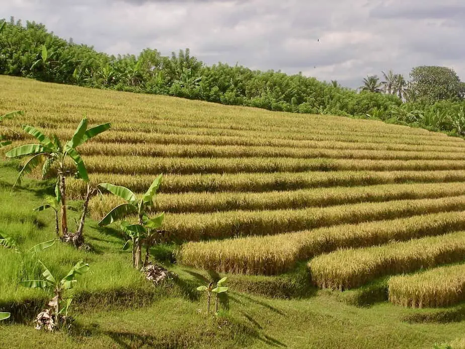 rice fields just outside the Tanah Lot area