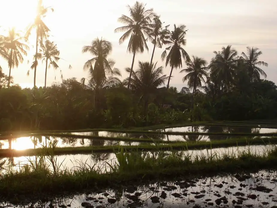 ricefields nearby Lovina beach
