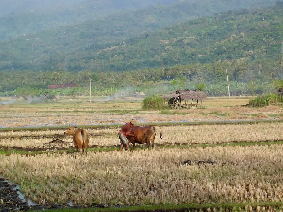 Balinese farmer taking care of his cows just outside Lovina Beach