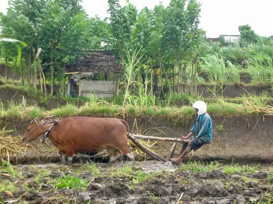 farmer ploughing his fields while wearing a motor helmet in Bali