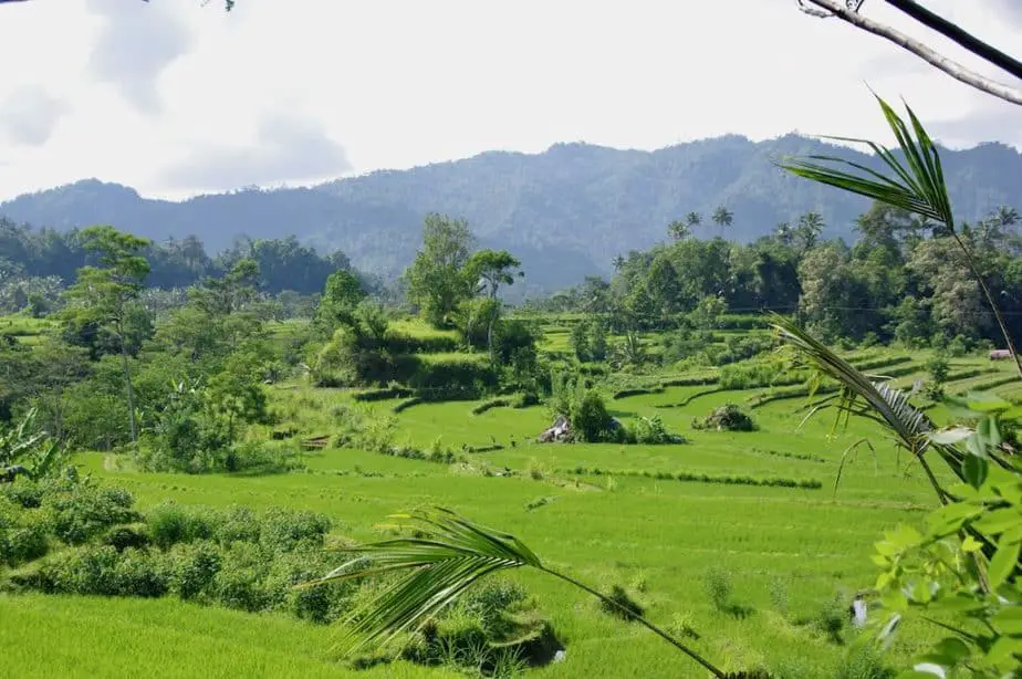 rice fields around Sidemen in east bali