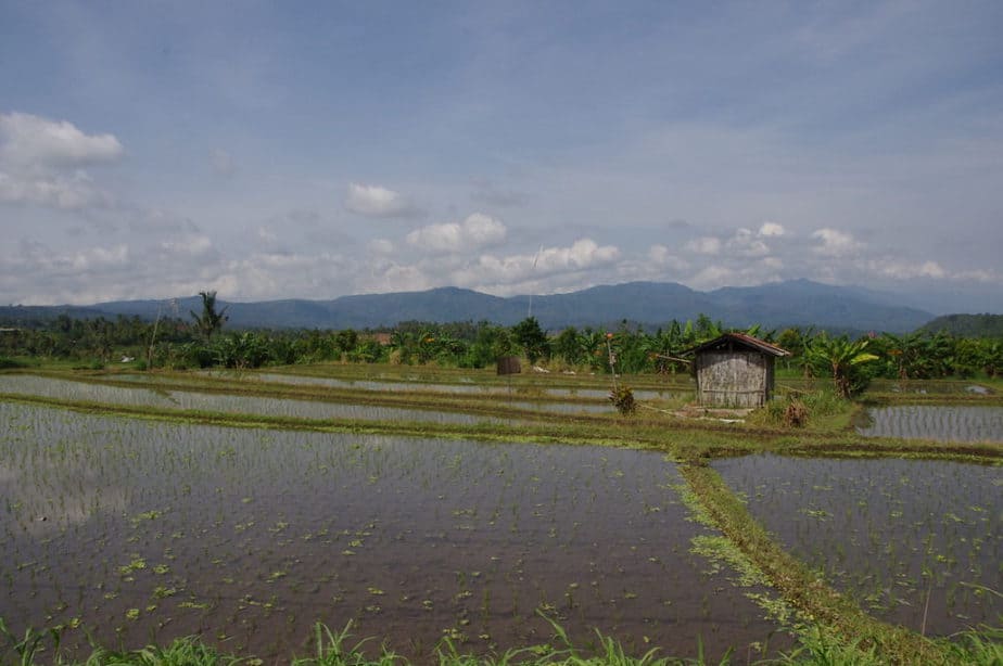 rice seedlings on the route in North Bali