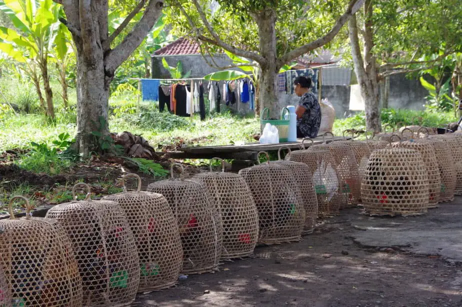 hens in a typical Balinese cage are a prized possession