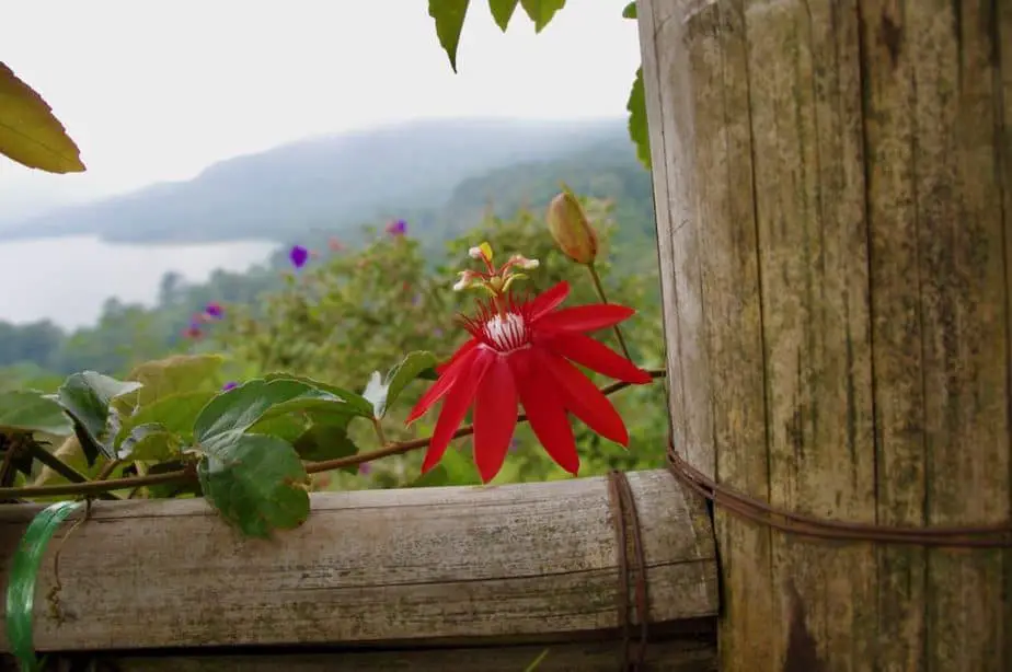 wild flowers at Lake Tamblingan