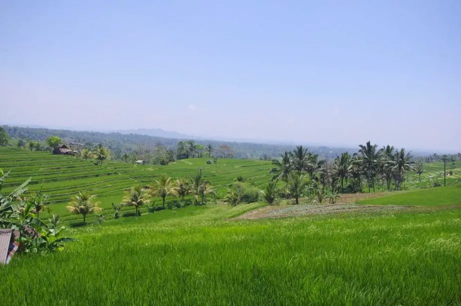 green rice terraces as far as the eye can see in the Jatiluwih area