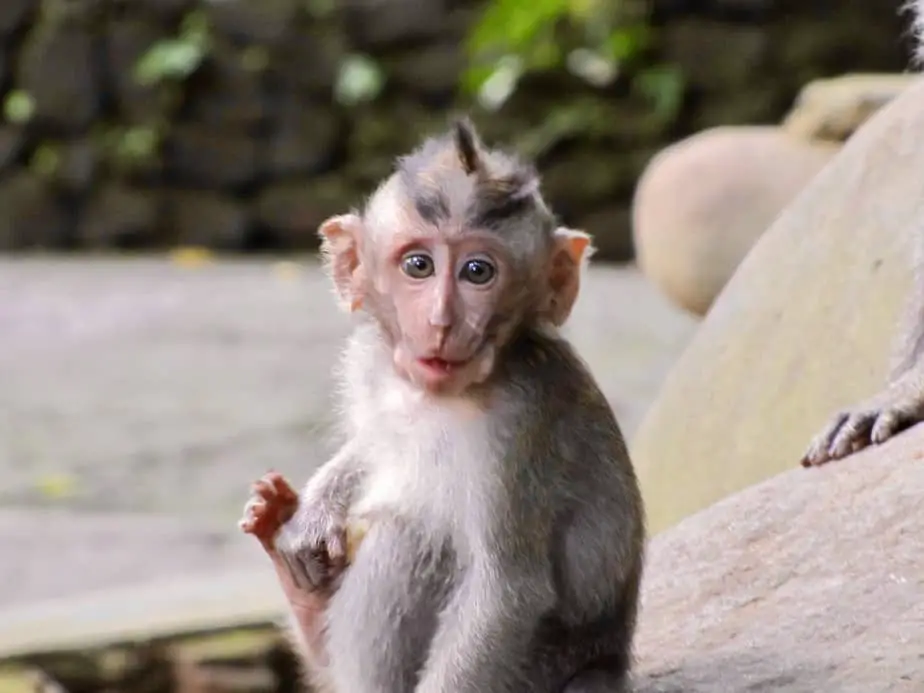 baby macaque at the Sangeh Monkey Forest
