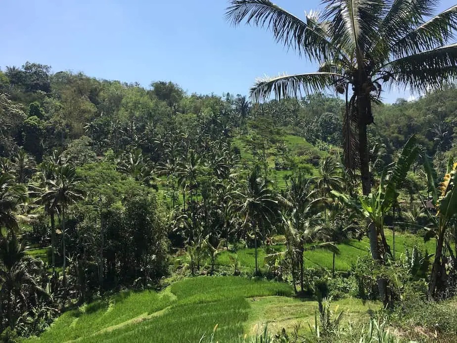 the route from Wongayagede to Jatiluwih is dotted with rice fieds and palm trees