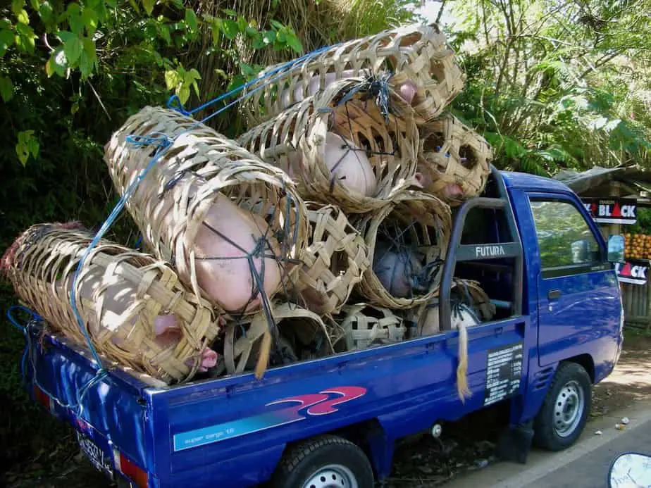 animal transportation in bali