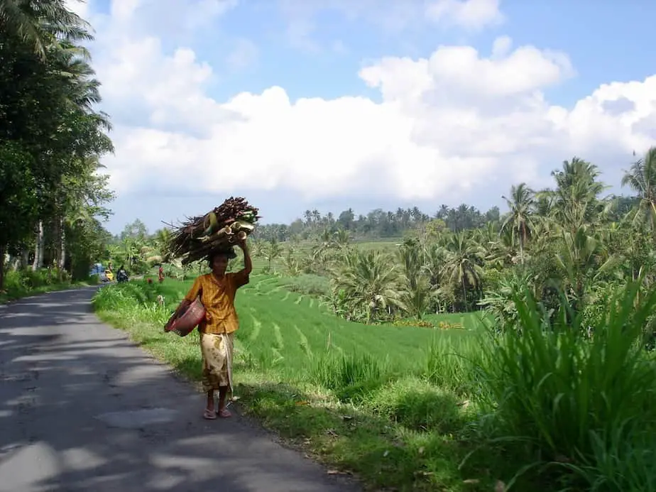 explore the Jatiluwih rice fields