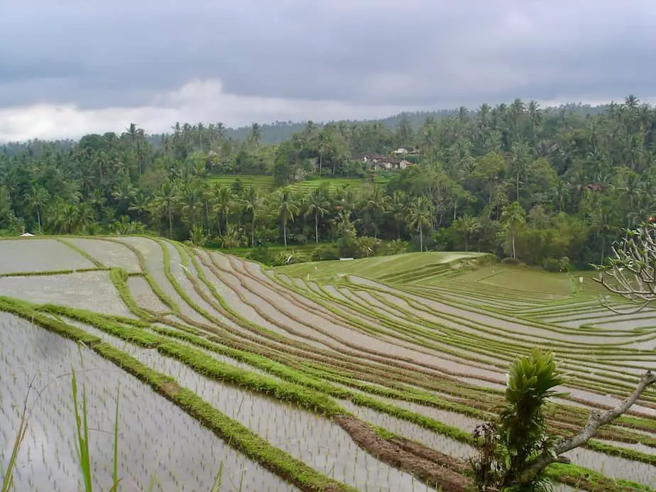 west Bali has amazing rice field terraces, yet they are not that much visited by travelers