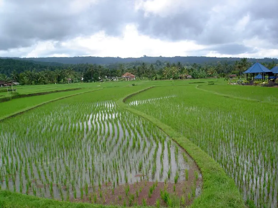 you can find a nice route through the rice fields in Munduk 