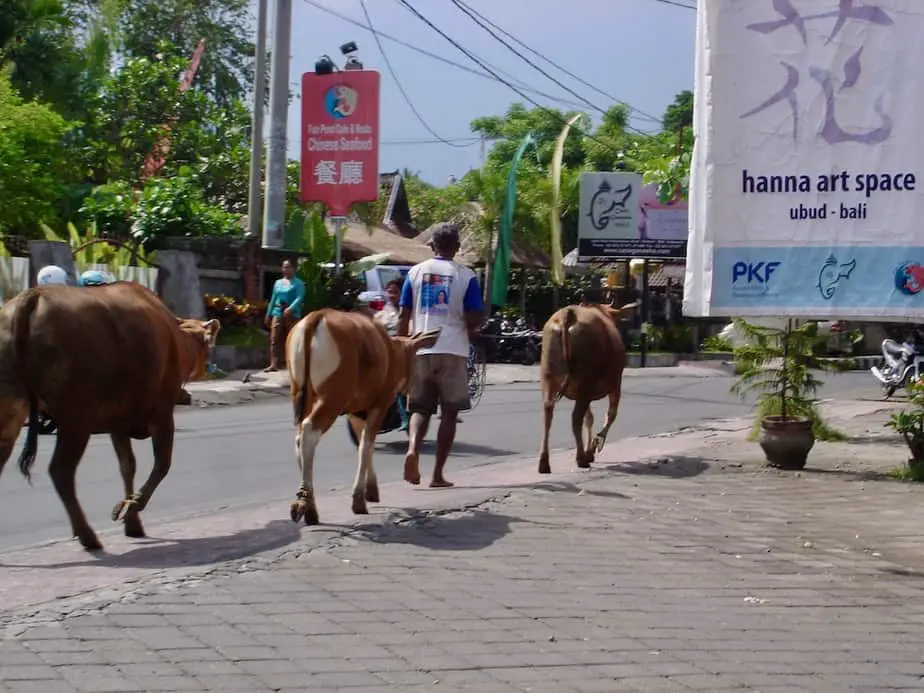 farmer guiding his cows through the streets of Ubud