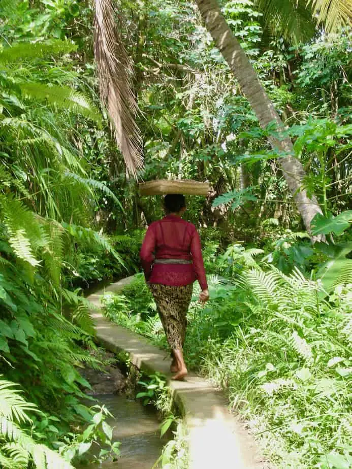 Balinese woman balancing a tray with offerings through the rice fields in Ubud