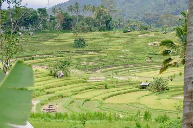 Sidemen is known for its beautiful rice fields