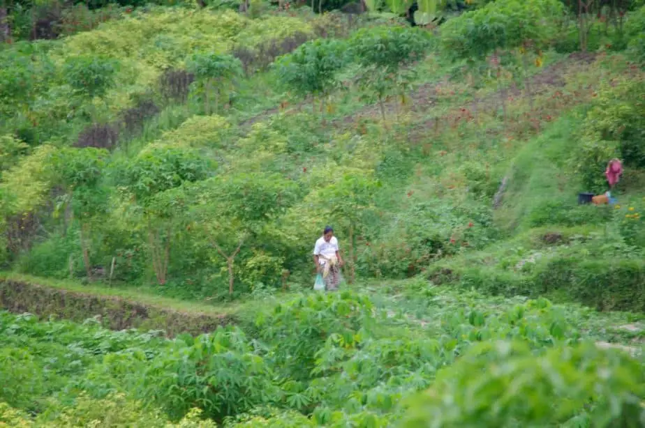 Balinese woman walking through her organic garden