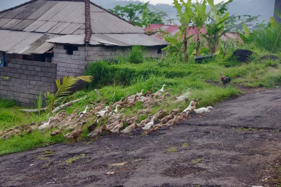 Balinese ducks are used in the rice fields as pest control