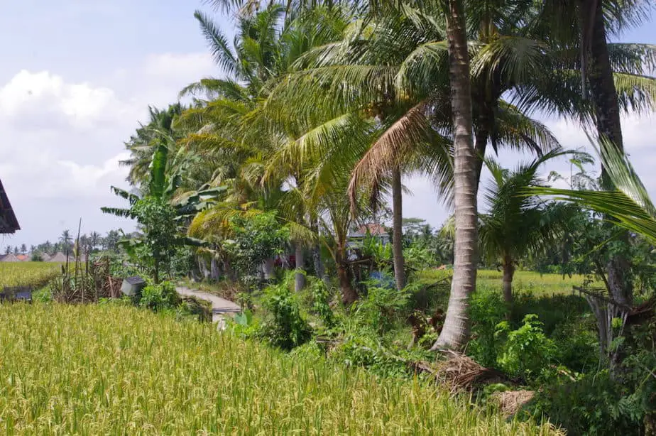 the rice fields in Ubud are easy accessible at Jalan Kajeng