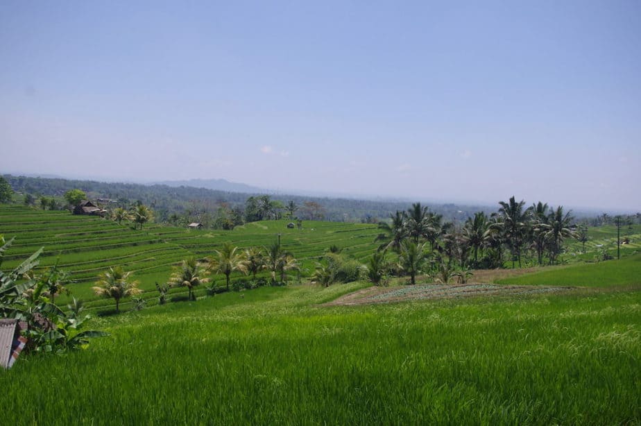 make a detour to visit the Jatiluwih rice fields in central Bali