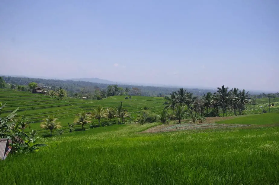 make a detour to visit the Jatiluwih rice fields in central Bali