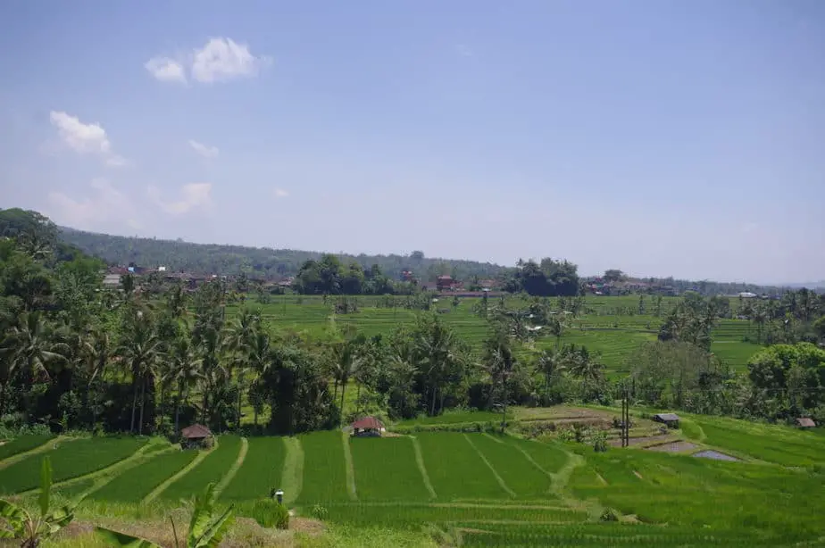 hiking or cycling around the rice fields are one of the best things to do in the Jatiluwih area