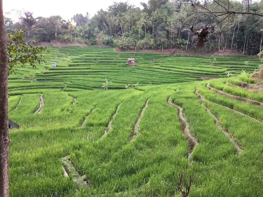 rice field terraces surround the Sari Devi Eco lodg in Batukaru