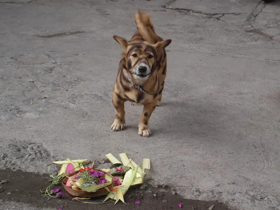 balinese dog in front of an offering