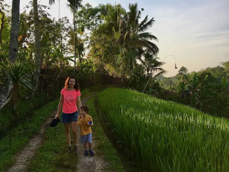 rice field walk in the batukaru area
