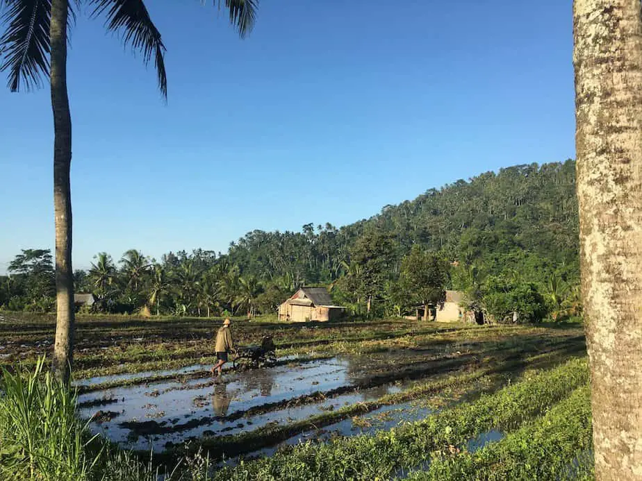 rice fields in sidemen